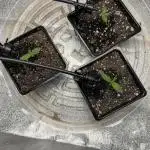 Chocolate Skunk (A, B, C)