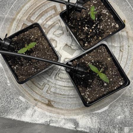 Chocolate Skunk (A, B, C)