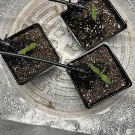 Chocolate Skunk (A, B, C)