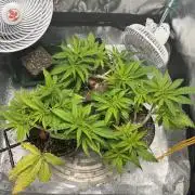 Chocolate Skunk (A, B, C)