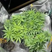 Chocolate Skunk (A, B, C)