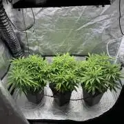 Chocolate Skunk (A, B, C)