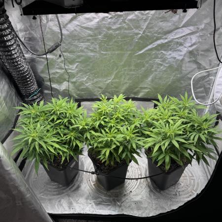 Chocolate Skunk (A, B, C)