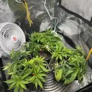 Chocolate Skunk (A, B, C)