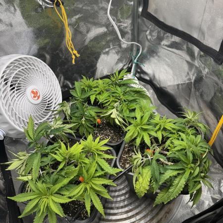 Chocolate Skunk (A, B, C)