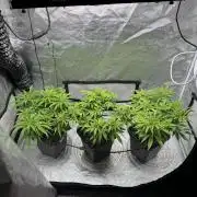 Chocolate Skunk (A, B, C)