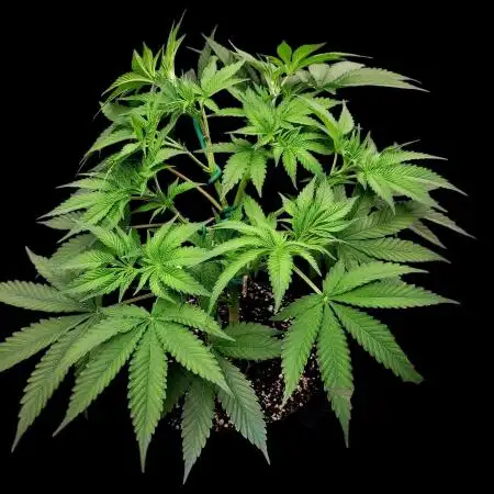 Pure Skunk Go Fast - Kannabia Seeds