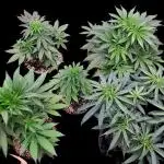 Tropical Cooler- Atlas Seeds (From @HempFace86)