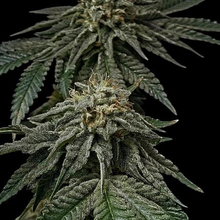 Puffinz- Compound Genetics (gifted by @FatNastyz)