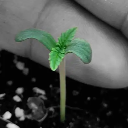 Sticky Broccolli-Eternity Grow Cup 2026