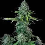 SunSet Sherbert- Kannabia