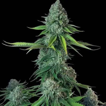SunSet Sherbert- Kannabia