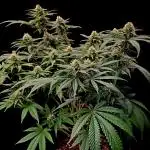 Blue Cookies - MSNL