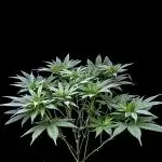 Bay Burger - Delicious Seeds Contest