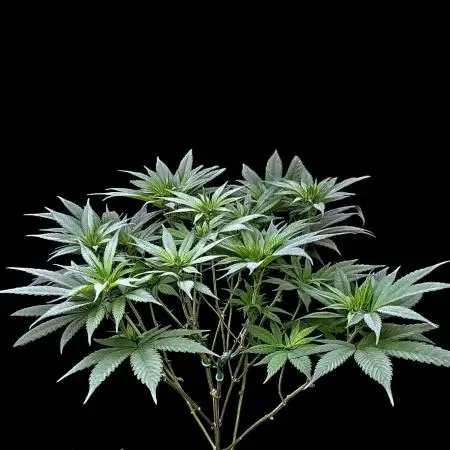 Bay Burger - Delicious Seeds Contest