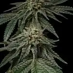 Puffinz- Compound Genetics (gifted by @FatNastyz)