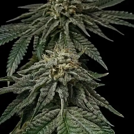 Puffinz- Compound Genetics (gifted by @FatNastyz)