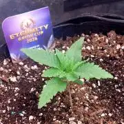 Sticky Broccoli - Žamnesia /Ecup 2026