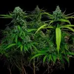 Tropical Cooler- Atlas Seeds (From @HempFace86)