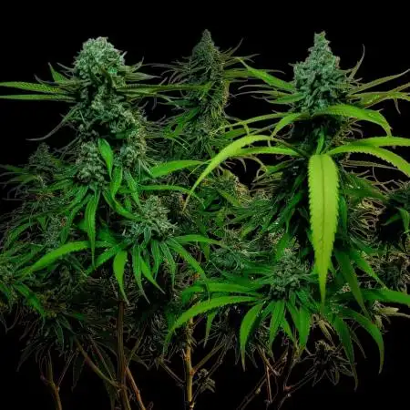 Tropical Cooler- Atlas Seeds (From @HempFace86)