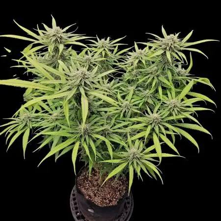 Tropical Cooler- Atlas Seeds (From @HempFace86)