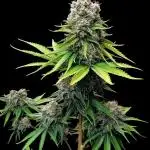 SunSet Sherbert- Kannabia