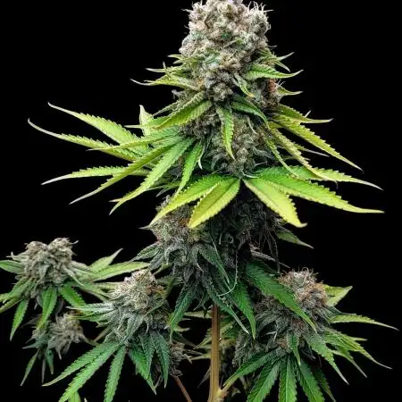SunSet Sherbert- Kannabia