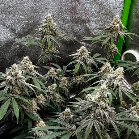Perm Marker / Weedseedsexpress.com
