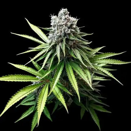 SunSet Sherbert- Kannabia