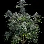 Oreoz USA -  Kannabia (from @Hempface86)