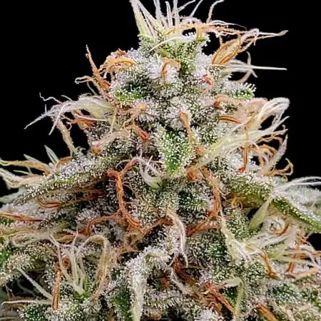 SunSet Sherbert- Kannabia
