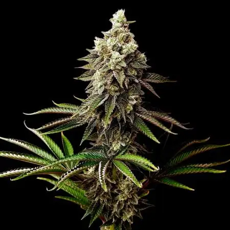 Vaderade  - Most Wanted Genetics