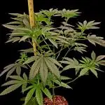 Bay Burger - Delicious Seeds Contest