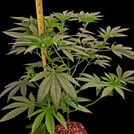 Bay Burger - Delicious Seeds Contest