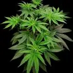 Puffinz- Compound Genetics (gifted by @FatNastyz)