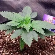 Sticky Broccoli - Žamnesia /Ecup 2026