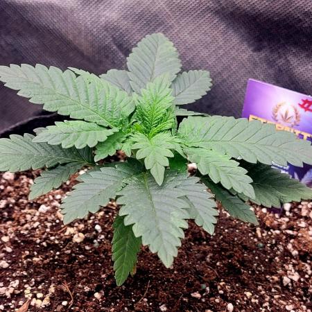 Sticky Broccoli - Žamnesia /Ecup 2026