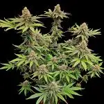 Rainbow Sherbert #11 - Kannabia seeds (rs#11 fem)