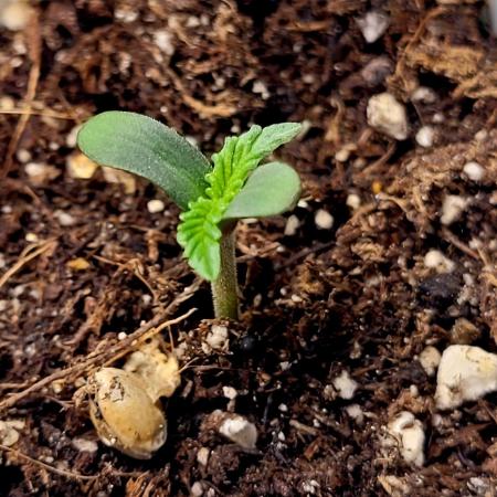Bay Burger - Delicious Seeds Contest
