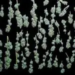 Rainbow Sherbert #11 - Kannabia seeds (rs#11 fem)