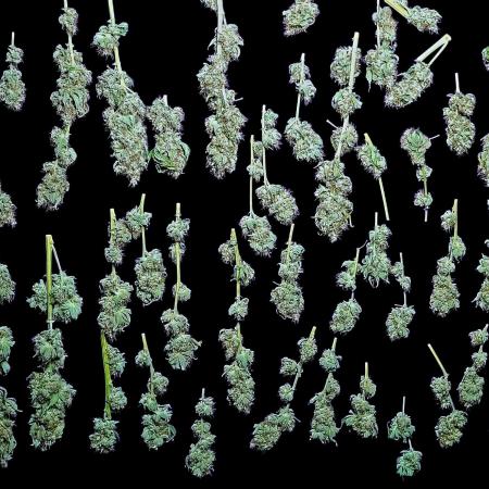 Rainbow Sherbert #11 - Kannabia seeds (rs#11 fem)