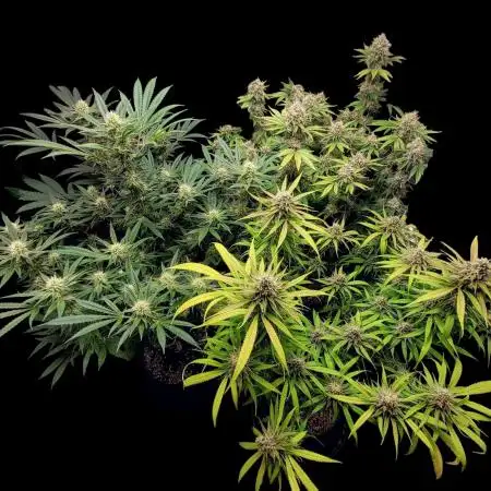 Tropical Cooler- Atlas Seeds (From @HempFace86)