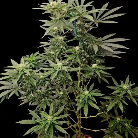 SunSet Sherbert- Kannabia