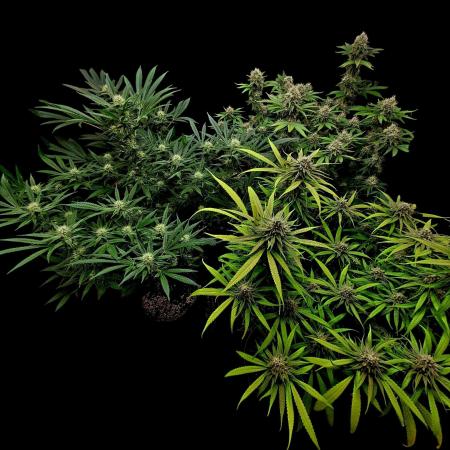 Tropical Cooler- Atlas Seeds (From @HempFace86)