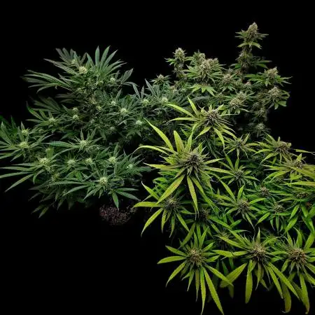 Tropical Cooler- Atlas Seeds (From @HempFace86)