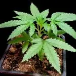 Puffinz- Compound Genetics (gifted by @FatNastyz)