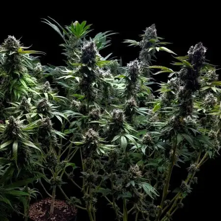 Tropical Cooler- Atlas Seeds (From @HempFace86)