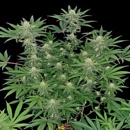 Rainbow Sherbert #11 - Kannabia seeds (rs#11 fem)