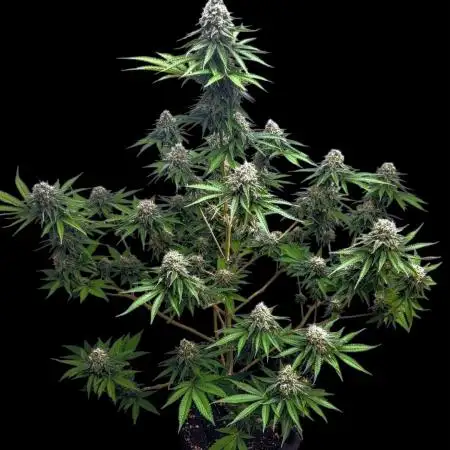 SunSet Sherbert- Kannabia