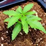 Puffinz- Compound Genetics (gifted by @FatNastyz)